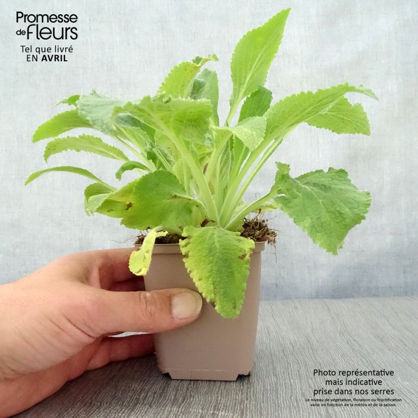 Digitalis purpurea Monstrosa - Foxglove 8/9 cm pot sample as delivered in spring