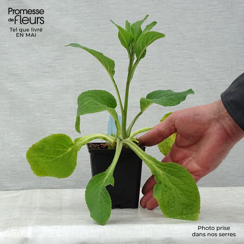 Digitalis purpurea Suttons Apricot - Foxglove 7/8 cm pot sample as delivered in spring