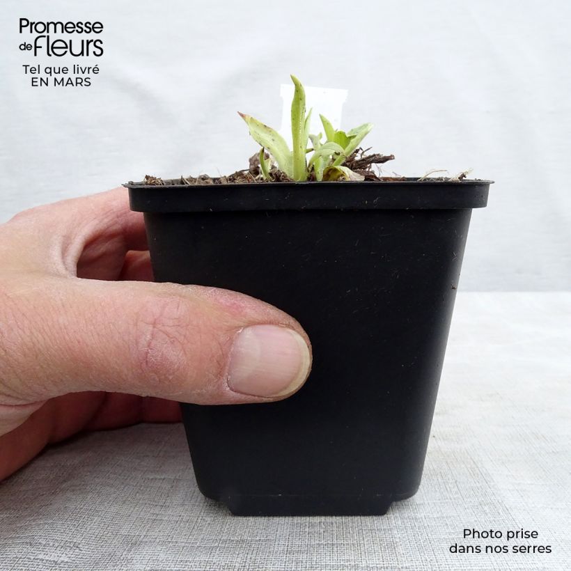 Digitalis grandiflora - Foxglove 8/9 cm pot sample as delivered in spring