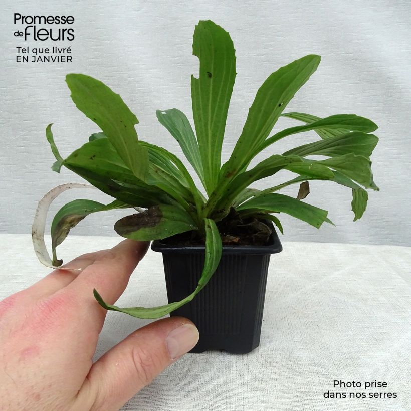 Digitalis ferruginea Gigantea - Foxglove 8/9 cm pot sample as delivered in winter