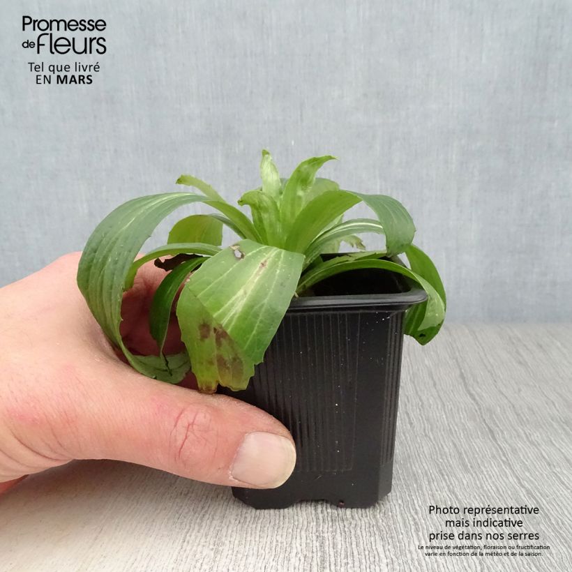 Digitalis ferruginea Gigantea - Foxglove 8/9 cm pot sample as delivered in spring