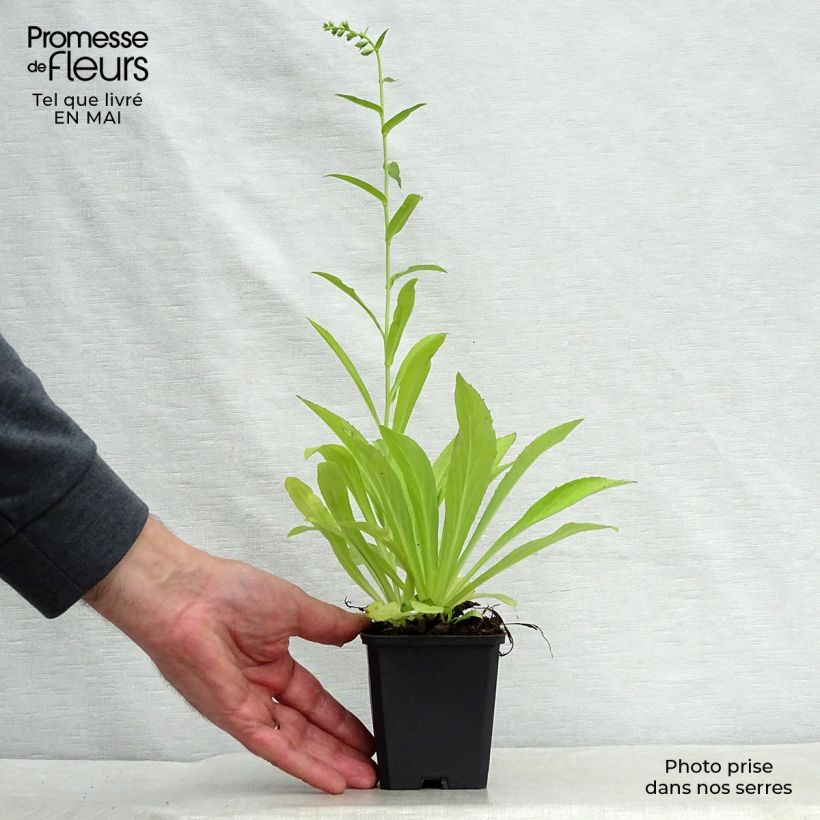 Digitalis lutea - Foxglove 8/9 cm pot sample as delivered in spring