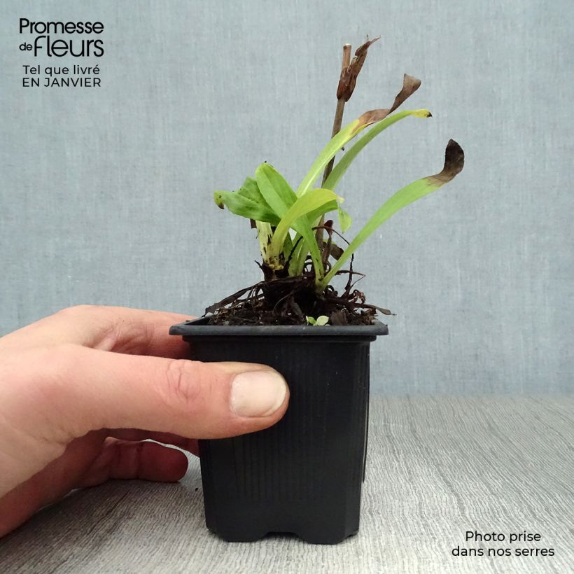 Digitalis lutea - Foxglove 8/9 cm pot sample as delivered in winter