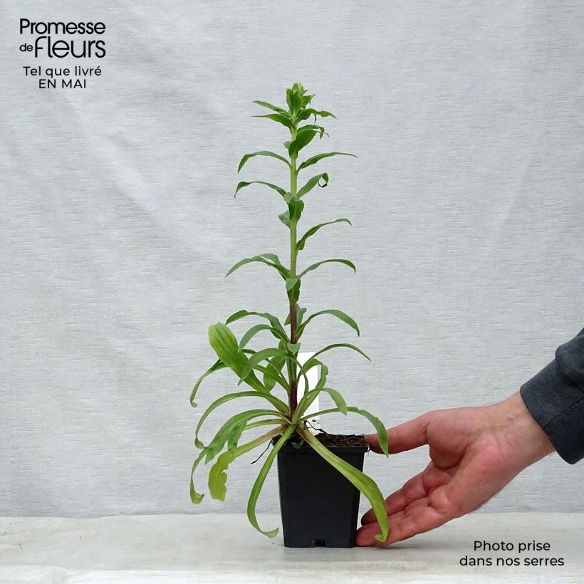 Digitalis lanata - Foxglove 8/9 cm pot sample as delivered in spring