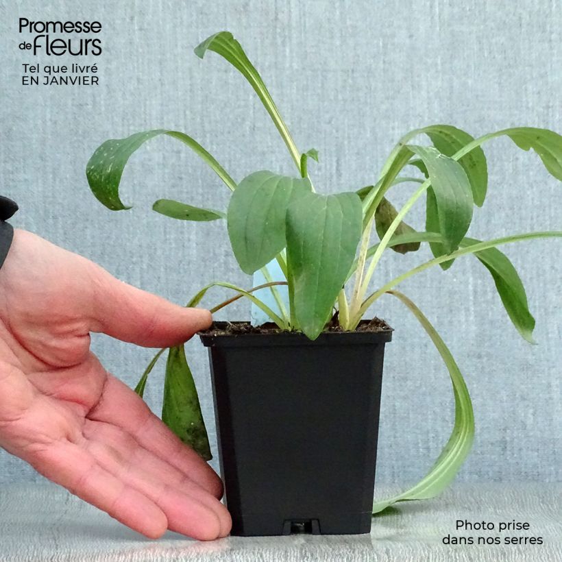 Digitalis lanata - Foxglove 8/9 cm pot sample as delivered in winter