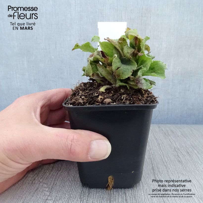 Digitalis mertonensis Summer King - Foxglove 8/9 cm pot sample as delivered in spring