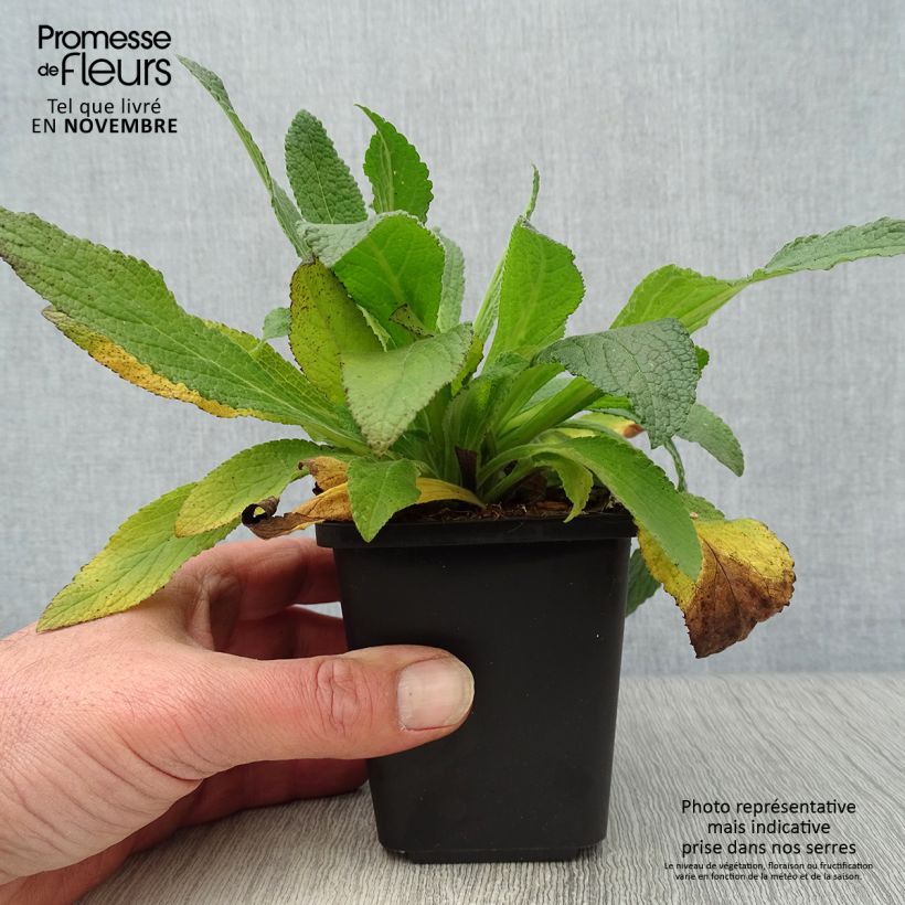 Digitalis purpurea - Common Foxglove 8/9 cm pot sample as delivered in autumn