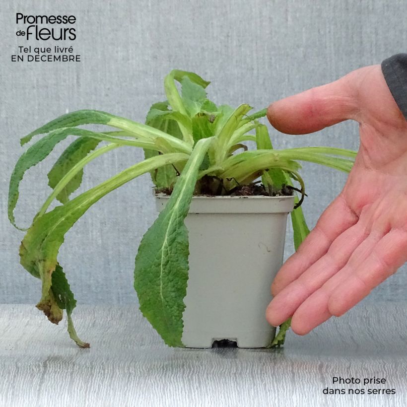 Digitalis purpurea - Common Foxglove 8/9 cm pot sample as delivered in winter