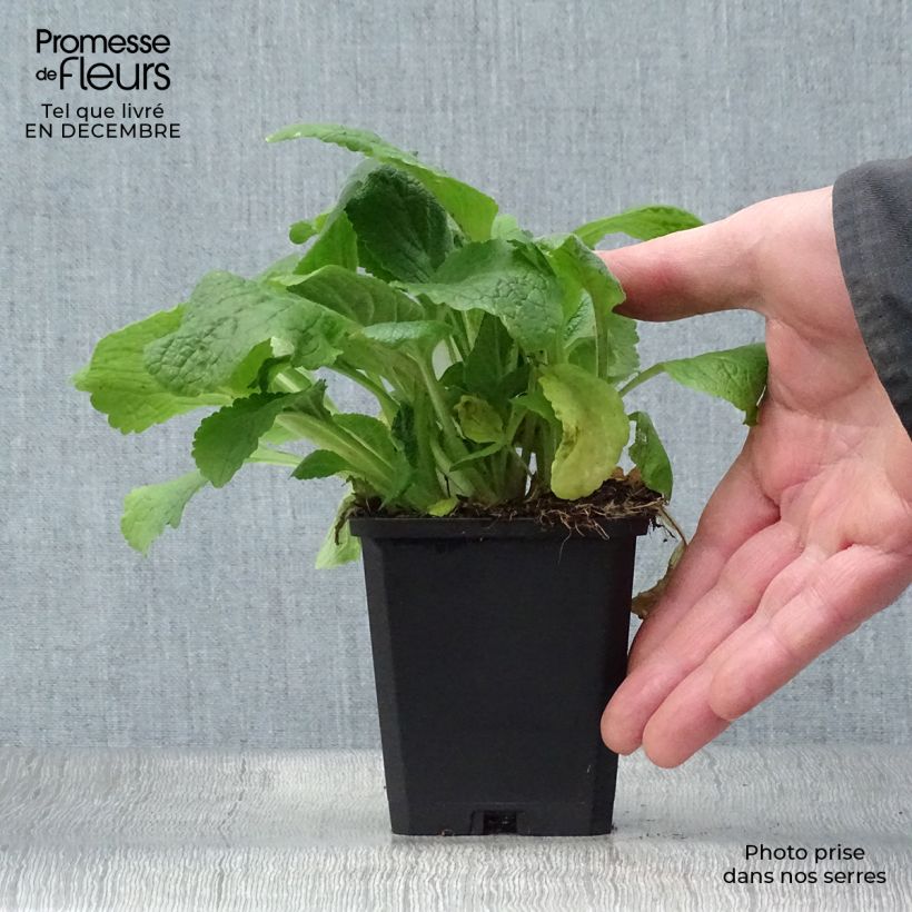 Digitalis purpurea Pams Choice - Foxglove 8/9 cm pot sample as delivered in winter