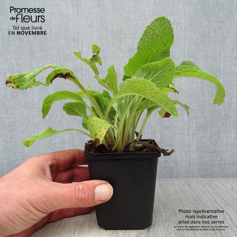 Digitalis purpurea Pams Choice - Foxglove 8/9 cm pot sample as delivered in autumn