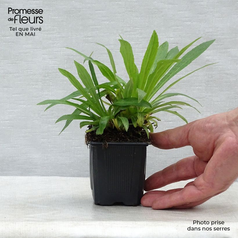 Digitalis Glory of Roundway - Foxglove 8/9 cm pot sample as delivered in spring