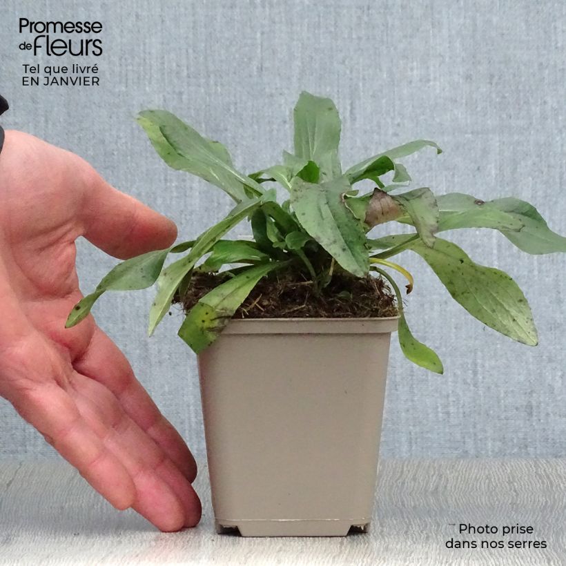 Digitalis Spice Island - Foxglove 8/9 cm pot sample as delivered in winter