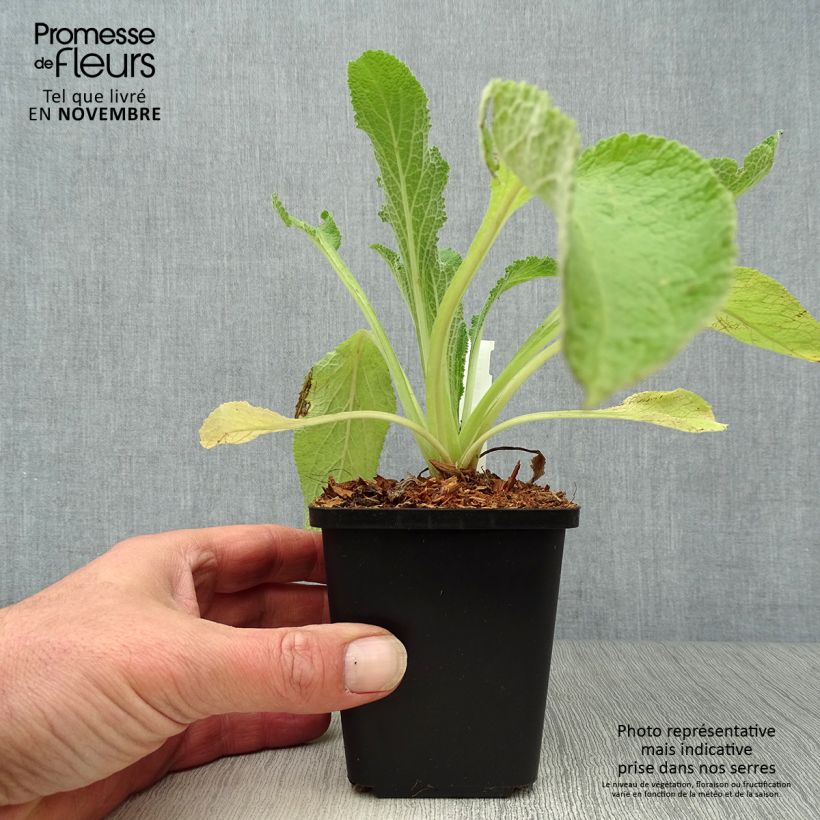 Digitalis purpurea Alba - Foxglove 8/9 cm pot sample as delivered in autumn