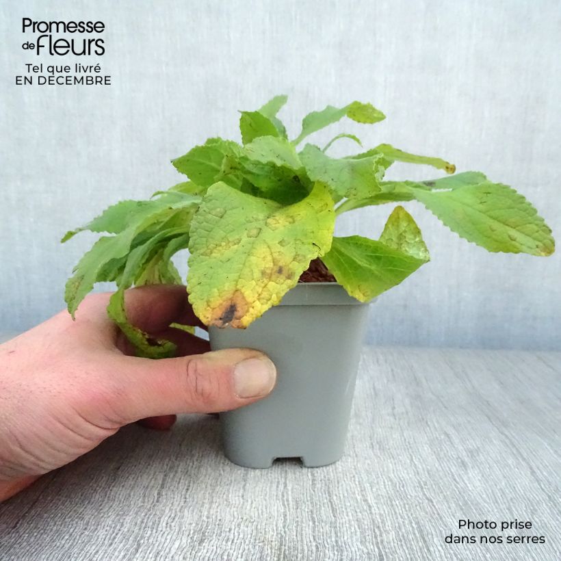 Digitalis purpurea Snow Thimble - Foxglove 8/9 cm pot sample as delivered in winter