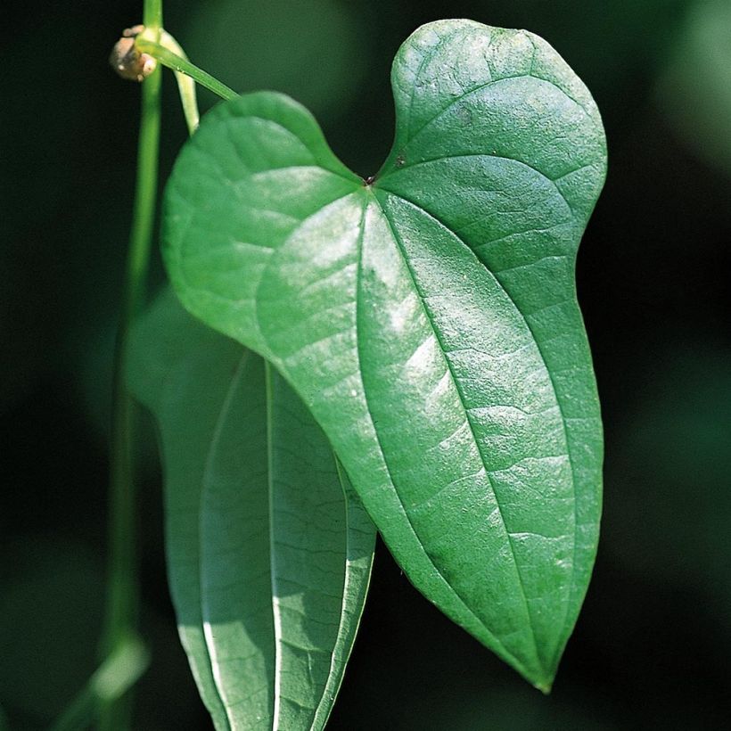 Dioscorea batatas - Chinese yam (Foliage)