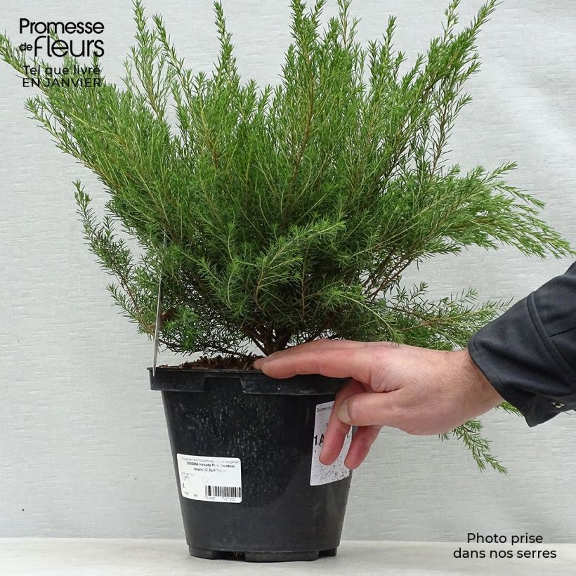 Diosma hirsuta Pink Fountain 2L/3L pot sample as delivered in winter