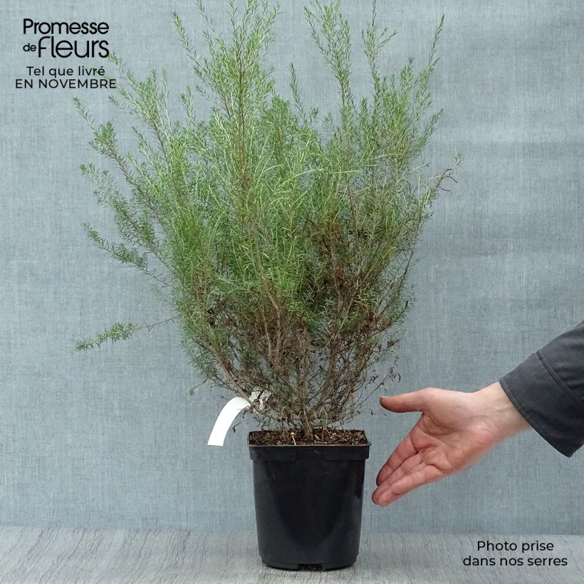 Diosma hirsuta Pink Fountain 2L/3L pot sample as delivered in autumn