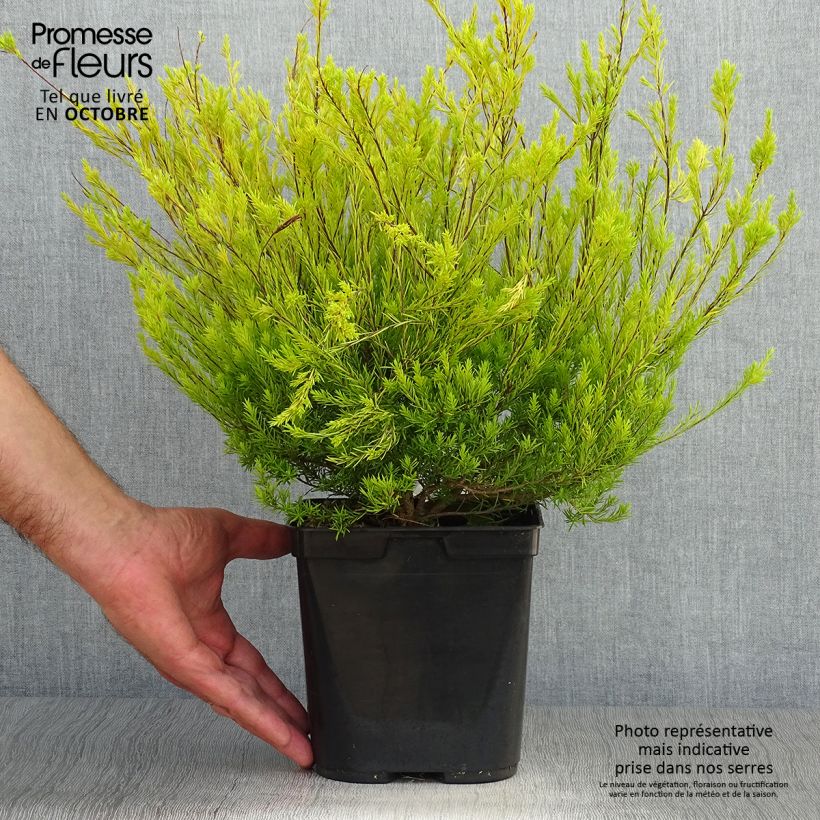 Diosma hirsuta Sunset Gold 2L/3L pot sample as delivered in autumn