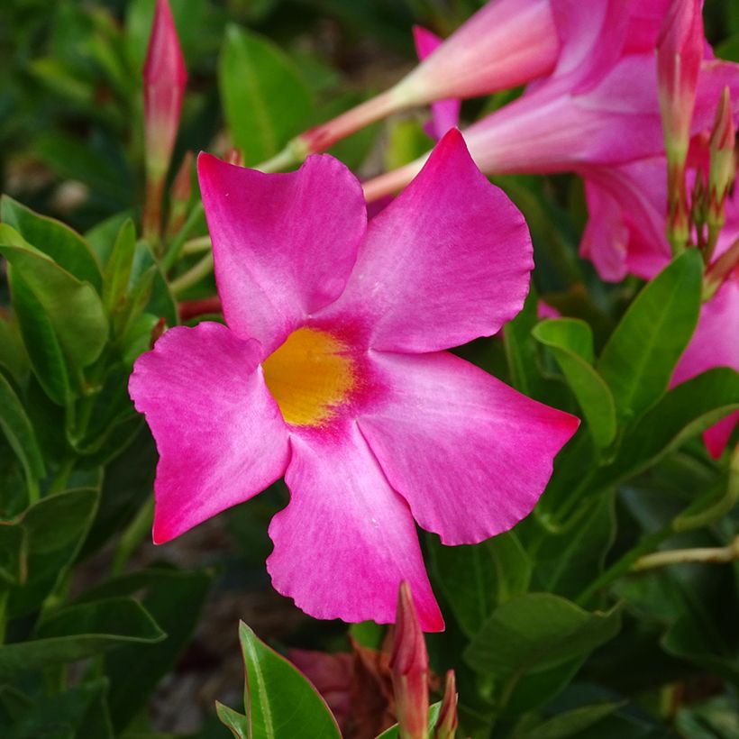 Dipladenia x hybrida Bella Pink (Flowering)