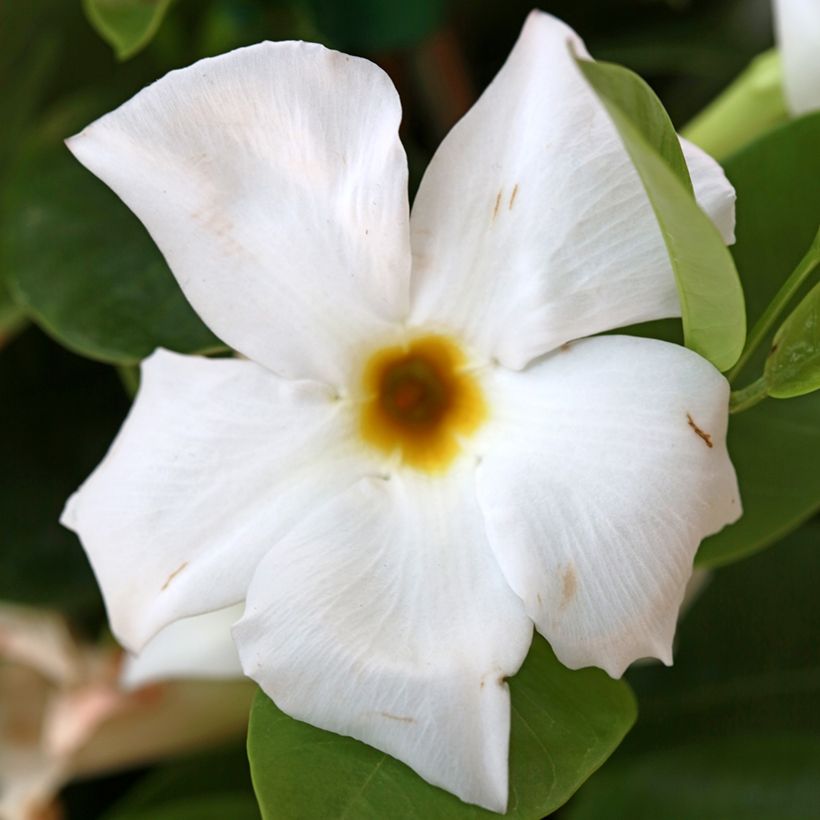 Dipladenia x sanderi Bella White (Flowering)