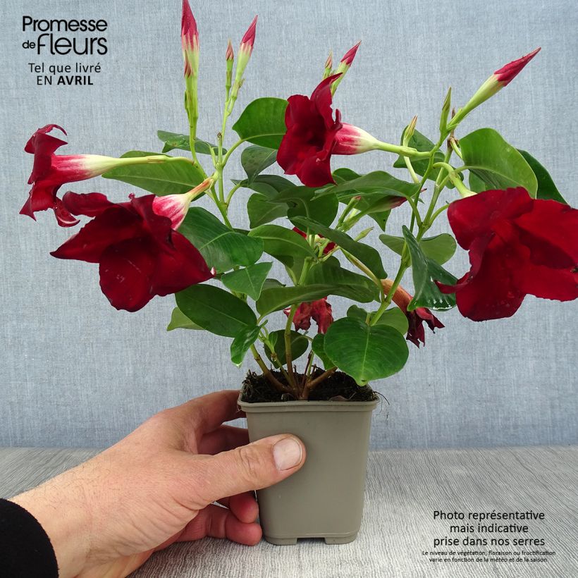 Dipladenia Diamantina Jade Red - Rocktrumpet 2L/3L pot sample as delivered in spring