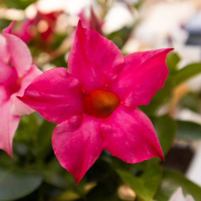 Mandevilla sanderi Diamantina Fuchsia Intense (Flowering)