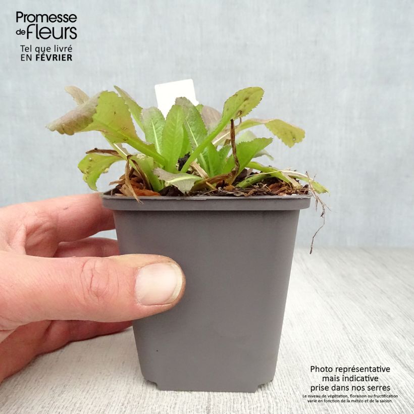 Dipsacus fullonum - Wild Teasel 8/9 cm pot sample as delivered in winter