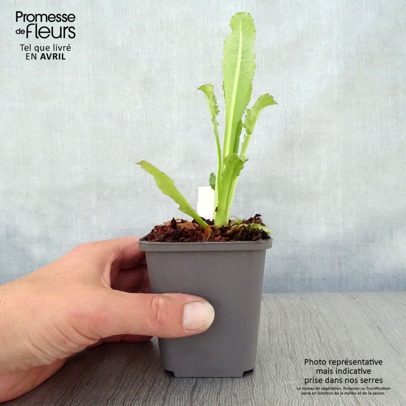 Dipsacus fullonum - Wild Teasel 8/9 cm pot sample as delivered in spring