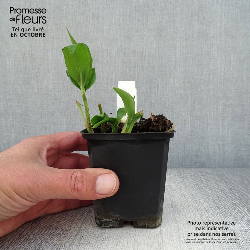 Disporopsis pernyi 8/9 cm pot sample as delivered in autumn