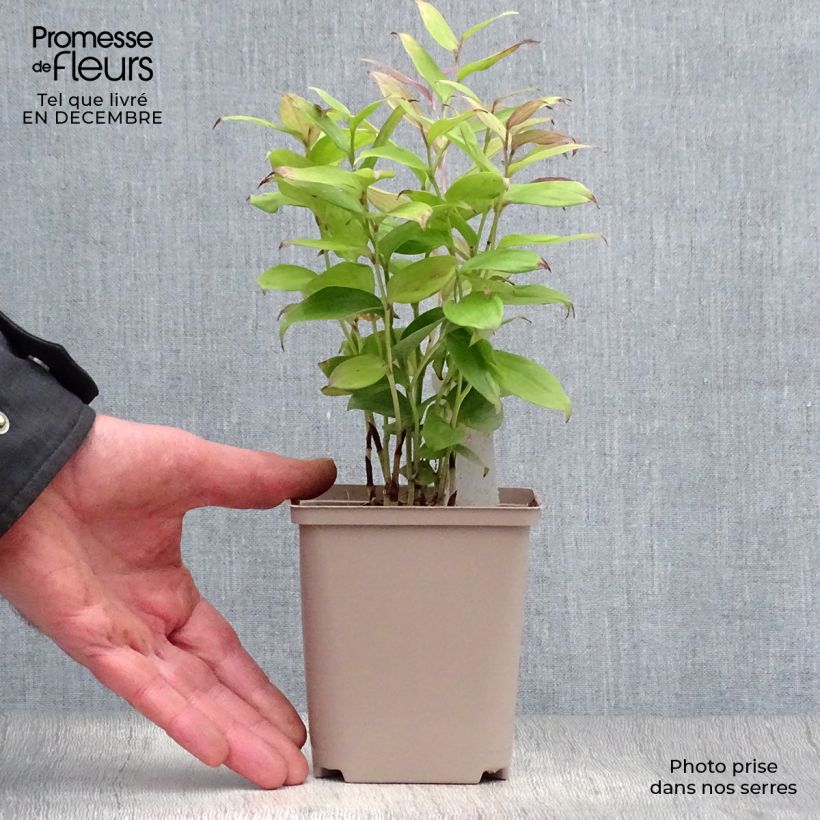 Disporum cantoniense Green Giant 10cm/11cm pot sample as delivered in winter