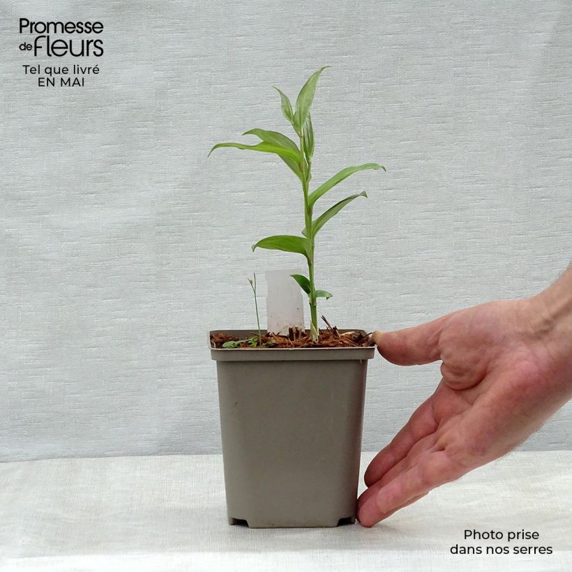 Disporum cantoniense Green Giant 10cm/11cm pot sample as delivered in spring