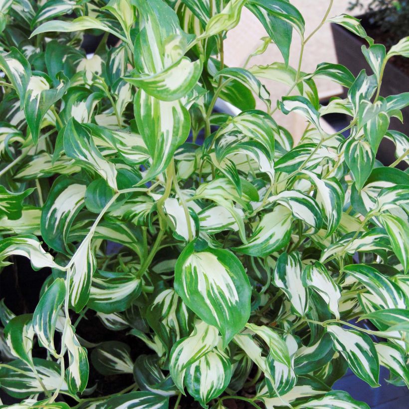 Disporum cantoniense Moonlight (Foliage)