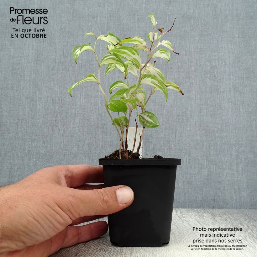 Disporum cantoniense Moonlight 8/9 cm pot sample as delivered in autumn