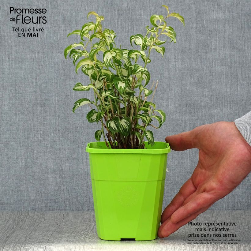 Disporum cantoniense Moonlight 1.5L/2L pot sample as delivered in spring