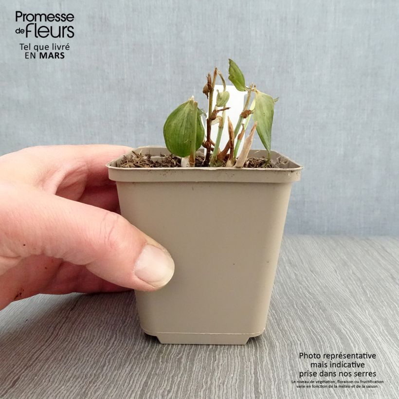 Disporum cantoniense Night Heron 8/9 cm pot sample as delivered in spring