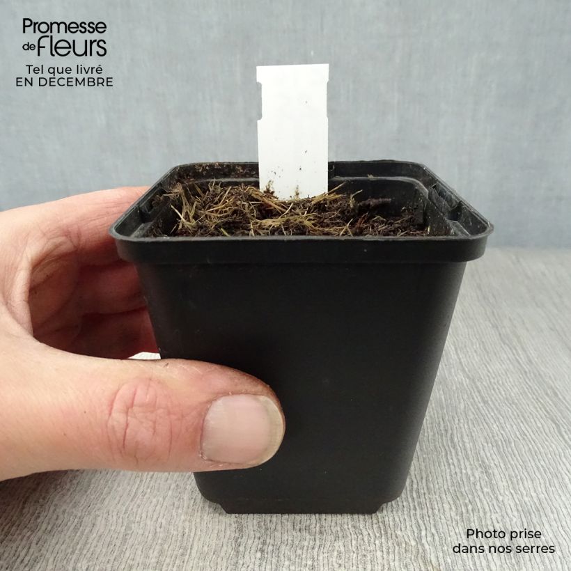 Disporum uniflorum 8/9 cm pot sample as delivered in winter