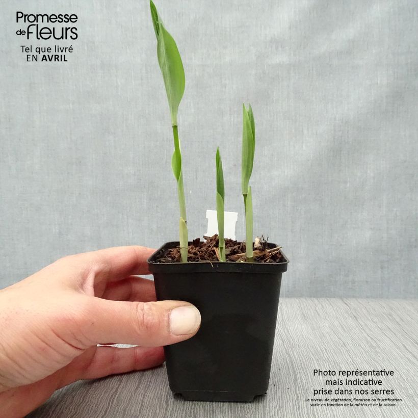 Disporum uniflorum 8/9 cm pot sample as delivered in spring