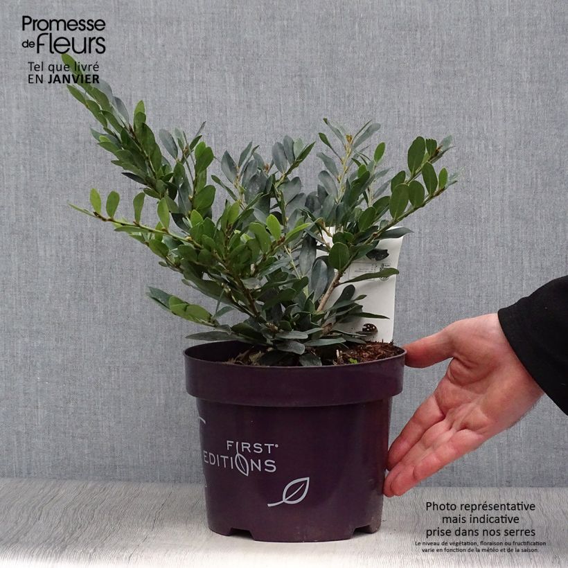 Distylium Coppertone 2L/3L pot sample as delivered in winter