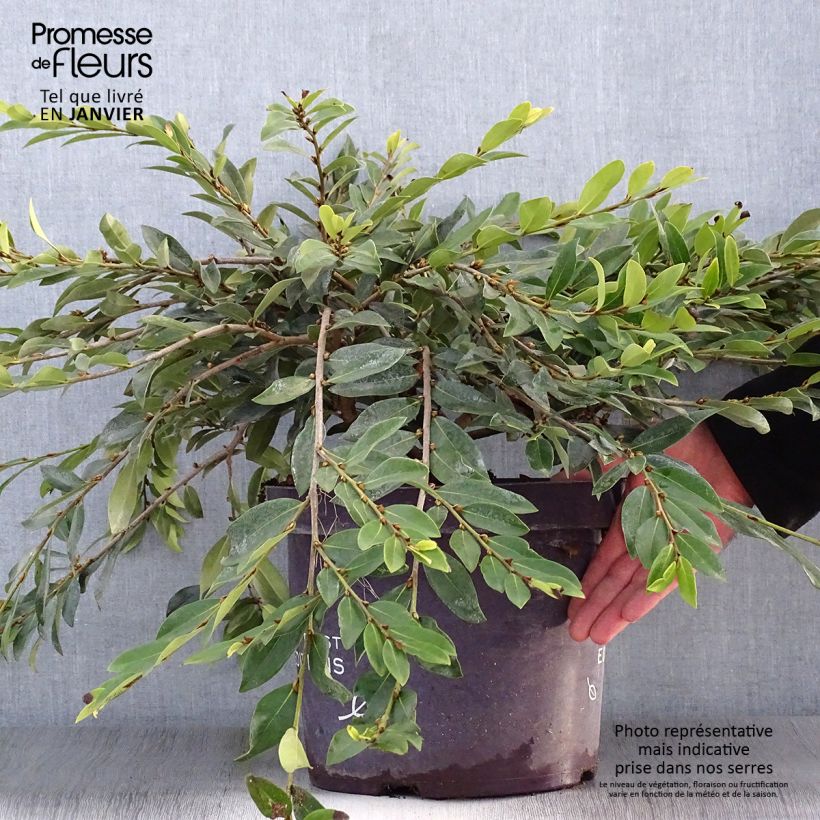 Distylium myricoides (x) racemosus Vintage Jade 7.5L/10L pot sample as delivered in winter