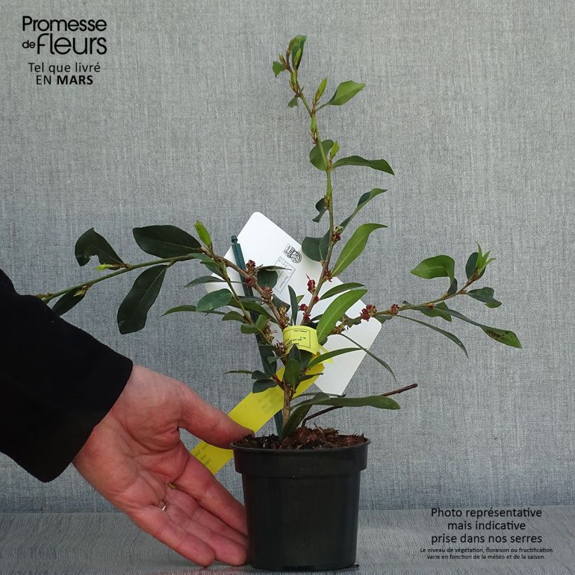 Distylium myricoides (x) racemosus Vintage Jade 8/9 cm pot sample as delivered in spring