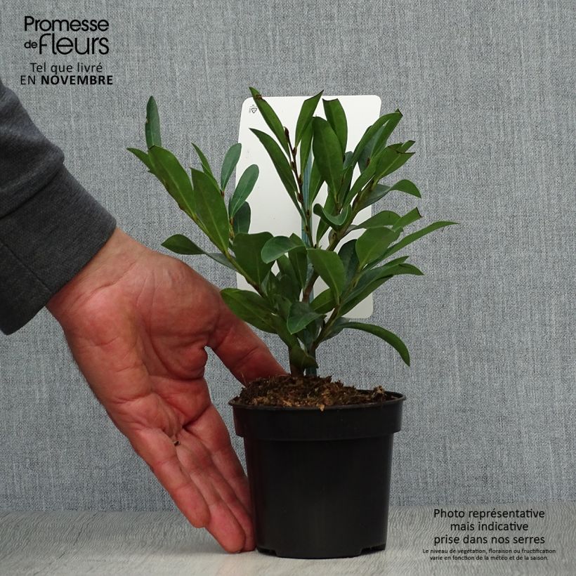 Distylium Blue Cascade 10cm/11cm pot sample as delivered in autumn