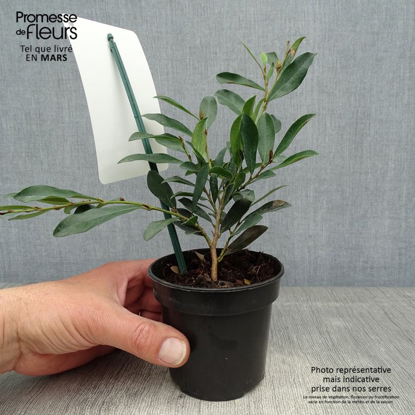 Distylium Blue Cascade 10cm/11cm pot sample as delivered in spring