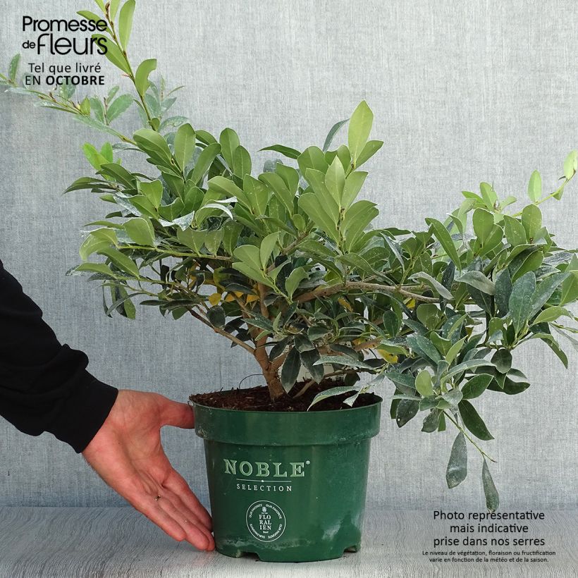 Distylium Blue Cascade 4L/5L pot sample as delivered in autumn