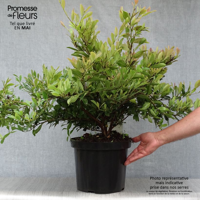 Distylium Blue Cascade 7.5L/10L pot sample as delivered in spring