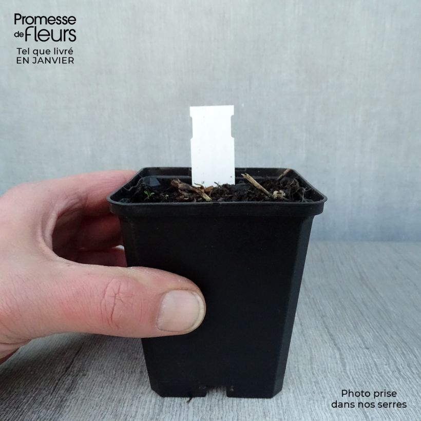 Dodecatheon jeffreyi Rotlicht 8/9 cm pot sample as delivered in winter