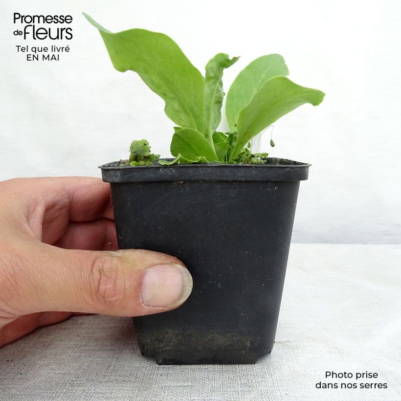 Dodecatheon meadia 8/9 cm pot sample as delivered in spring