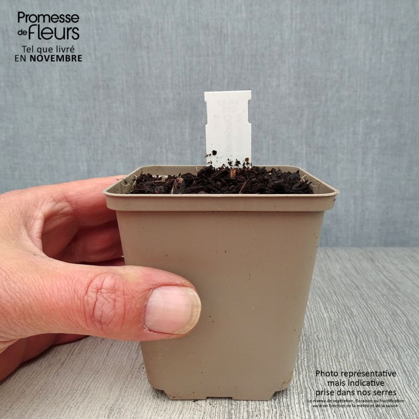 Dodecatheon meadia 8/9 cm pot sample as delivered in autumn
