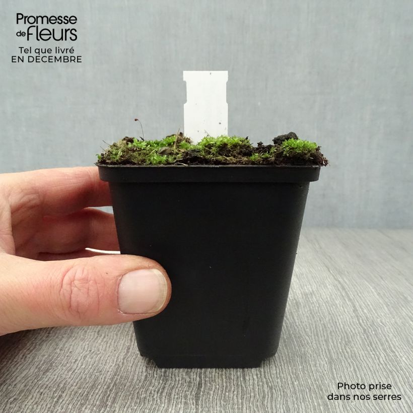 Dodecatheon meadia 8/9 cm pot sample as delivered in winter