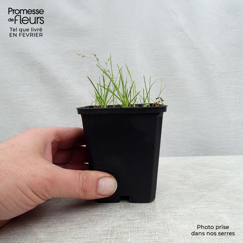 Dodecatheon meadia Queen Victoria 8/9 cm pot sample as delivered in winter