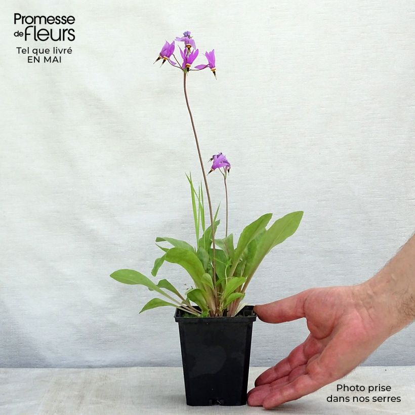 Dodecatheon meadia Queen Victoria 8/9 cm pot sample as delivered in spring